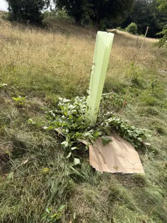 Foto treephoto-maufgid6pu32lmi8a815ujf3.jpeg
