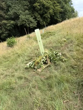 Foto treephoto-tncilei8q33wq9mv2julqzth.jpeg