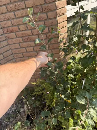Foto treephoto-pu3pqmwbqsj7hgmiujxi853c.jpeg