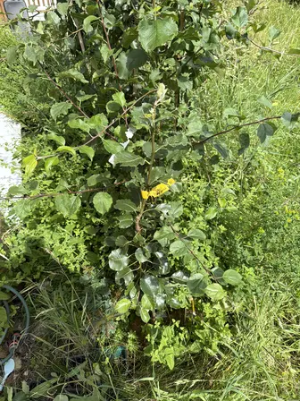 Foto treephoto-x9i4gz3icq37xtx3c5uqmsen.jpeg