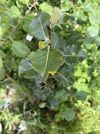 Foto treephoto-ylispq1lorvoa3e8mi4dvr8n.jpeg