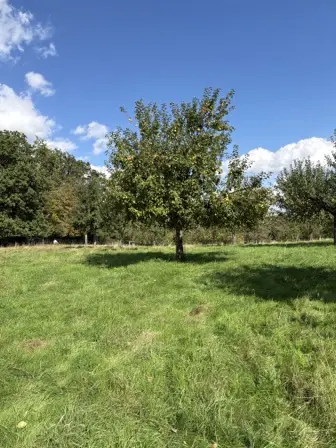 Foto treephoto-w12ifipejavdp5gxfqen5jr1.jpeg