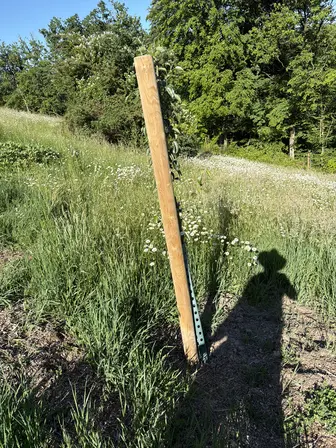 Foto treephoto-e3i1k72vrew7iwm7k0itlpvp.jpeg