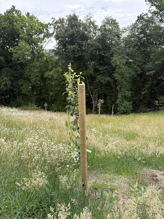 Foto treephoto-flrc5g2ik5fsgwfz40yv2a8g.jpeg