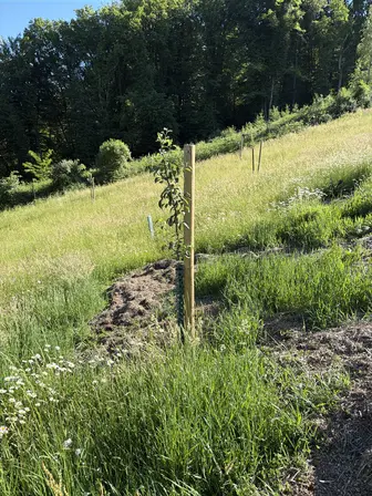 Foto treephoto-jhov9bew15e3gqmcliixda9d.jpeg
