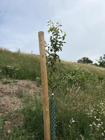 Foto treephoto-ylchoirgxpnqsjyxj2n6mhn0.jpeg