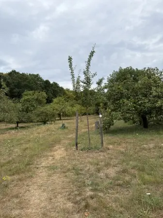 Foto treephoto-zansyk0a0j1goici42uqw7v7.jpeg