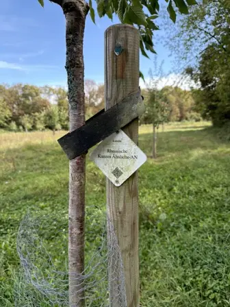 Foto treephoto-f0runbqp0wsfszk3zbpq41pj.jpeg