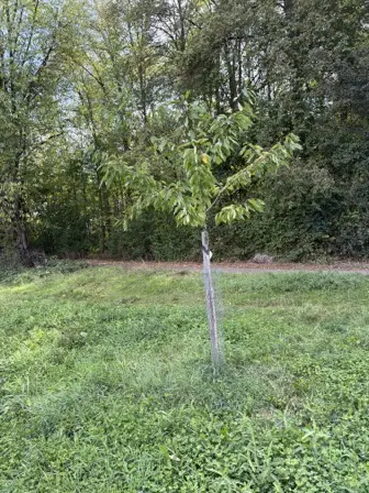 Foto treephoto-pbx0w5auub2ahigfbhlh3po8.jpeg