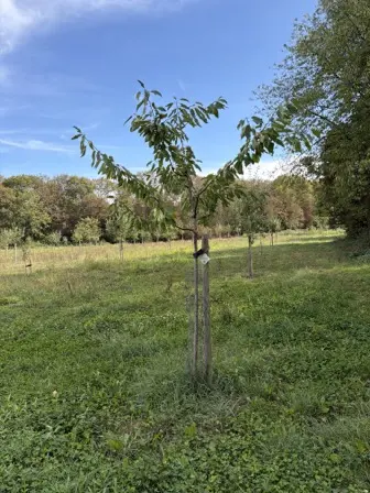 Foto treephoto-wcib9isvzbybqdyjzhzr9823.jpeg