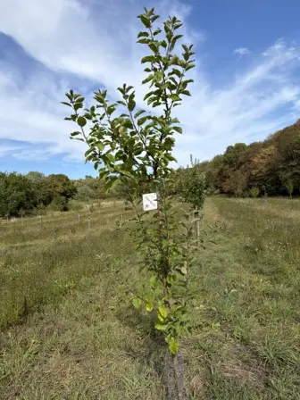 Foto treephoto-bsgwp7hgkzaz0253qf8rlqn9.jpeg