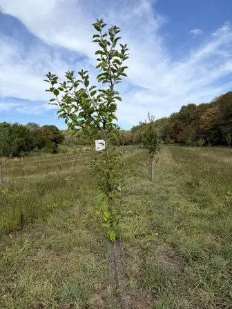 Foto treephoto-iayyf74b54v4ysckmcubdaji.jpeg