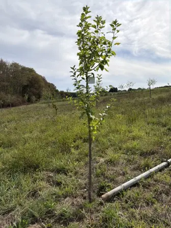 Foto treephoto-phfq3s54vjm0mi8li8o15m7n.jpeg