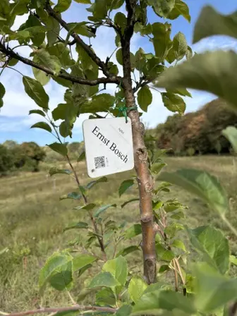 Foto treephoto-yswo2ynthe25i995841sd64s.jpeg