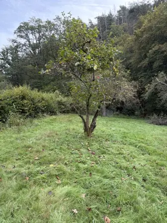 Foto treephoto-j1mpqppb458iko48quuff10l.jpeg