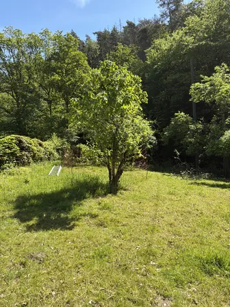 Foto treephoto-klnv3rbboica39wbbv88aldm.jpeg
