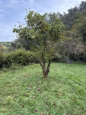 Foto treephoto-rrfqx7c5887degd28vrwqep0.jpeg
