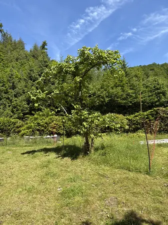 Foto treephoto-rt8kb1qnrfm97yw2e57s8btu.jpeg