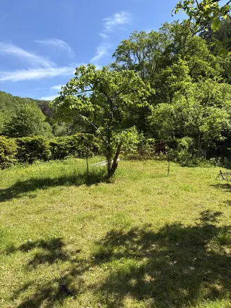 Foto treephoto-z1ufk7vaqabvy5letqbntcsq.jpeg