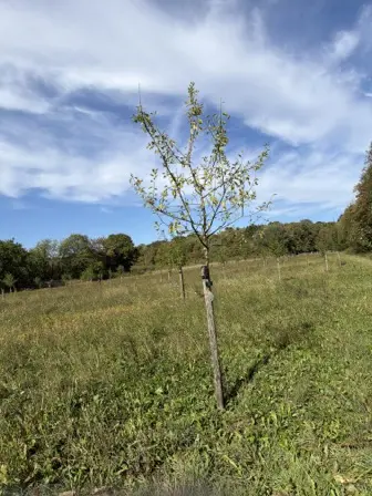 Foto treephoto-z94cpsb2cizroxb6z3rosmu5.jpeg