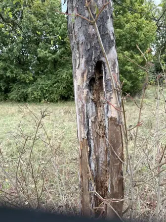Foto treephoto-w54y17066ldzh545kdwyx457.jpeg