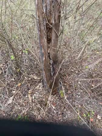 Foto treephoto-ywlk4818hl4ymqce9ya5ga5a.jpeg