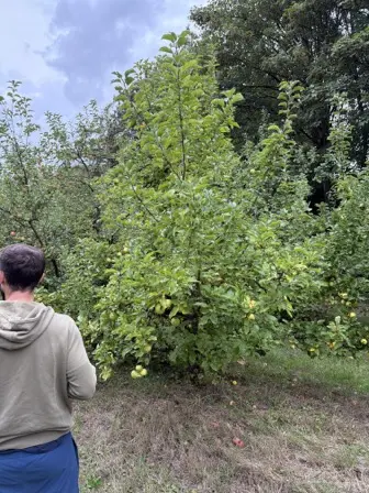 Foto treephoto-r1f7rezmsj6nvtw8fph49o1f.jpeg