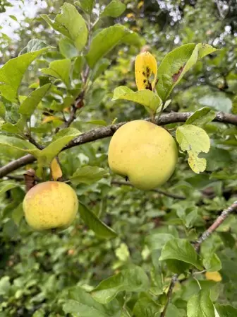 Foto treephoto-zuq0q5xvg8q5z9yiy1b2ts5p.jpeg