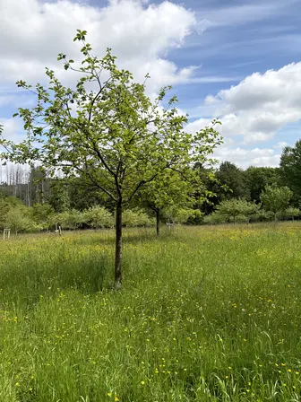 Foto treephoto-uipxfbj7ude8sl2hur429aph.jpeg