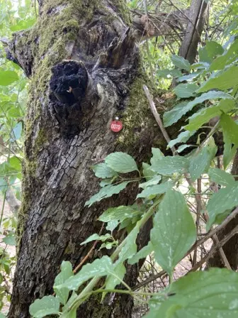Foto treephoto-bveou3yrvh45qm50hmjvmdbm.jpeg