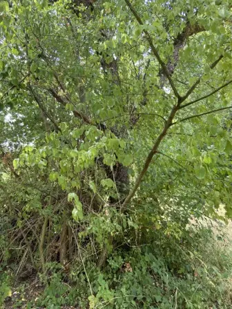 Foto treephoto-c3blvn48e1aha3mgdyhkbwx7.jpeg