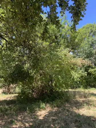 Foto treephoto-d165f1zw9ri9u3vwpp4z8zbx.jpeg