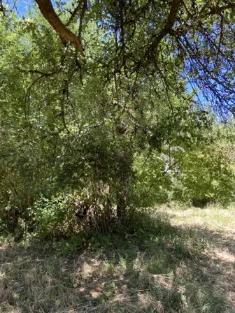 Foto treephoto-dwr6h32gfde6s797fpzqgjxy.jpeg
