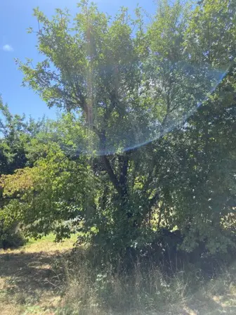 Foto treephoto-lxt24fculwaoe6suvu4x9xw6.jpeg