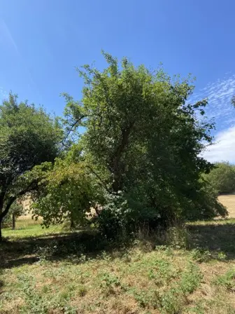 Foto treephoto-st65auq5ptqwd0rgros4hl4i.jpeg