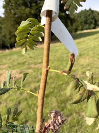 Foto treephoto-b4ljnhbkuv7zp4h01zgj44vp.jpeg