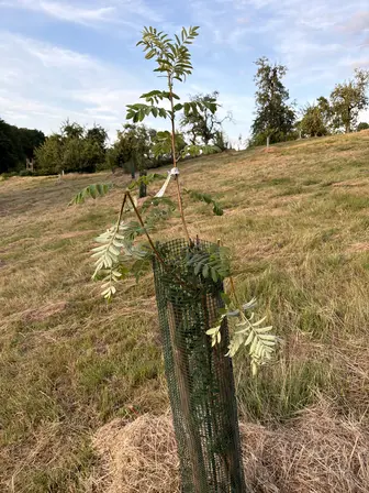 Foto treephoto-h22fv8a90a0pz7f0dspwe8sx.jpeg