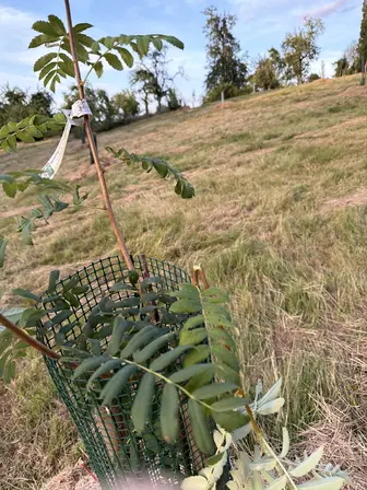 Foto treephoto-nwpbjwsvjtrqhas1quus0v31.jpeg