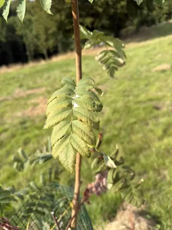 Foto treephoto-sjurfsxd2vggahwlzjkr8wbx.jpeg