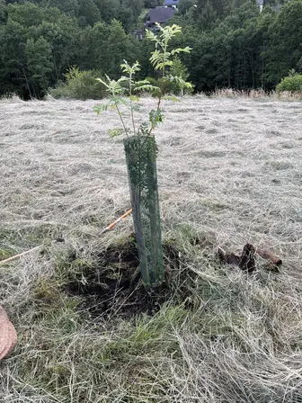 Foto treephoto-su2yi448l3qqekxfarjj17wu.jpeg