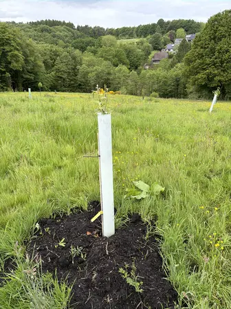 Foto treephoto-glgooz3inswdd8dajflfig1j.jpeg
