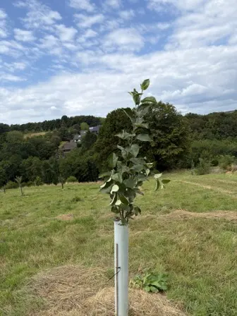Foto treephoto-m4laosoegjzl7yloo142kt9x.jpeg