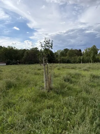 Foto treephoto-p5z3l273ki4pgvfikwd6htmq.jpeg