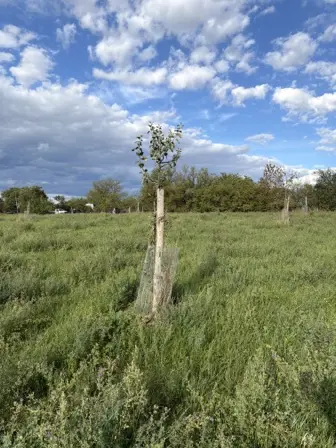 Foto treephoto-qzcdmbhcmbczwhk80bz8vt8m.jpeg