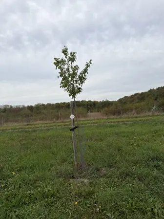 Foto treephoto-hi097namc14psso1pxequz0z.jpeg