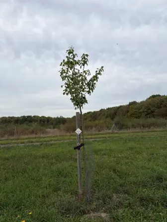 Foto treephoto-wwprf606qvev8e9fgm1wwncs.jpeg