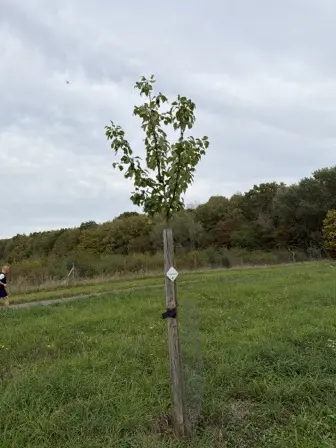Foto treephoto-yjeezzf0lpi9k6ecrkkepncn.jpeg