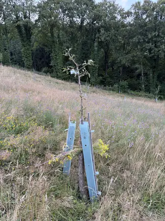 Foto treephoto-a08601ubnyese5y7oqach2rk.jpeg