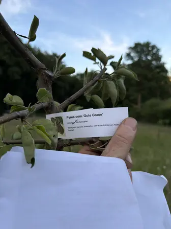 Foto treephoto-adeklps3bsfyxk5bub9yr15h.jpeg