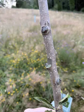 Foto treephoto-c1reg6dx2pf1g764h67cbqbk.jpeg